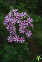 Флокс 'Мишенька' / Phlox 'Miscenka'