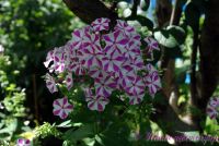 Флокс 'Мишенька' / Phlox 'Miscenka'