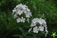 Флокс 'Небеса' / Phlox 'Nebesa'