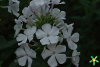 Флокс 'Небеса' / Phlox 'Nebesa'