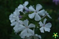 Флокс 'Небеса' / Phlox 'Nebesa'