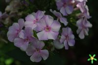 Флокс 'Новинка' / Phlox 'Novinka'