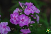 Флокс 'Олимпиада' / Phlox 'Olimpiada'