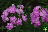 Флокс 'Олимпиада' / Phlox 'Olimpiada'