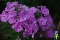 Флокс 'Олимпиада' / Phlox 'Olimpiada'