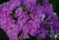 Флокс 'Олимпиада' / Phlox 'Olimpiada'