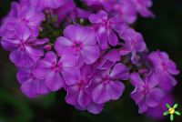 Флокс 'Олимпиада' / Phlox 'Olimpiada'