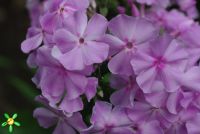 Флокс 'Олимпиада' / Phlox 'Olimpiada'