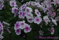 Флокс 'Районант' / Phlox 'Rayonnant'