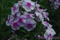 Флокс 'Районант' / Phlox 'Rayonnant'