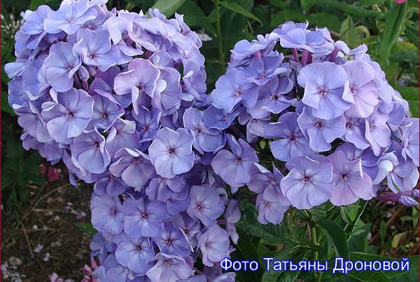 Флокс 'Фиосин' / Phlox 'Fiosin'