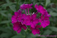 Флокс 'Чародей' / Phlox 'Charodey'