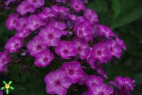 Флокс 'Успех' /  Phlox 'Uspech' ('=Лаура')