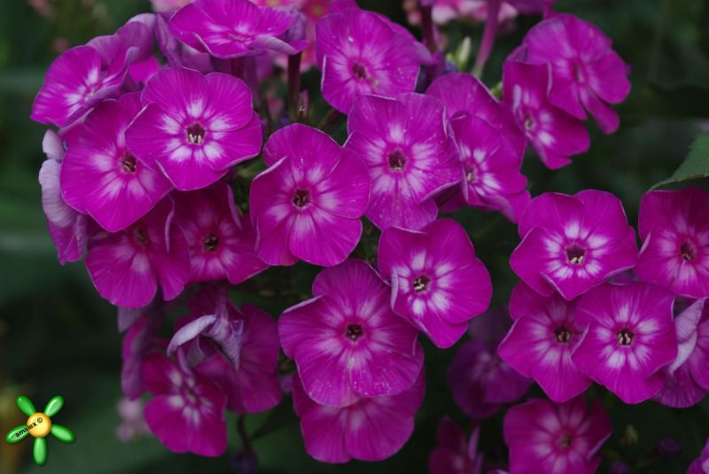 Флокс 'Успех' / Phlox 'Uspech' ('=Лаура')