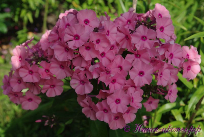 Флокс 'Фламинго' / Phlox 'Flamingo'