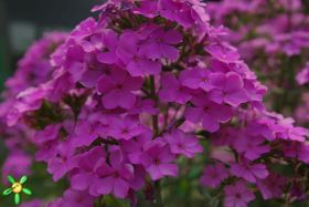 Флокс 'Хисперис' / Phlox 'Hesperis'