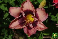 Лилейник 'Мартина Верхарт' / Hemerocallis 'Martina Verhaert'