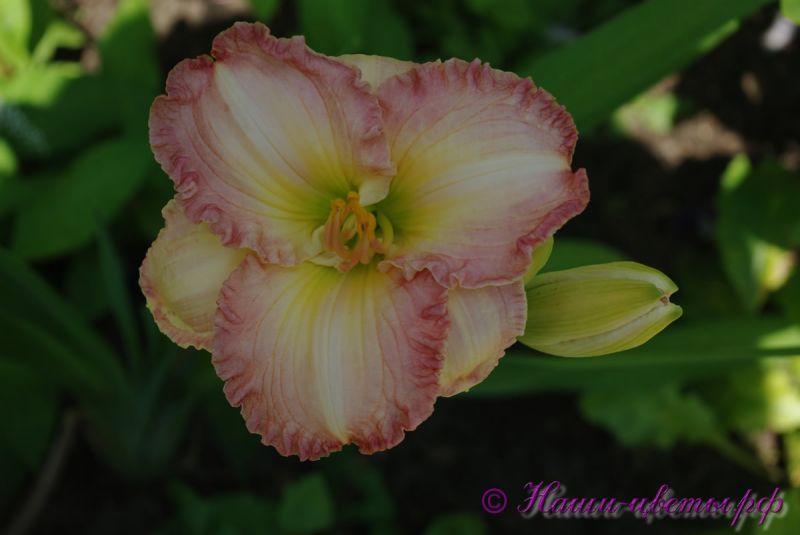 Лилейник 'Фростид Винтаж Раффлс' / Hemerocallis 'Frosted Vintage Ruffles'