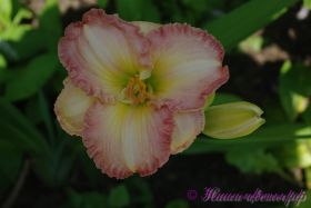 Лилейник 'Фростид Винтаж Раффлс' / Hemerocallis 'Frosted Vintage Ruffles'