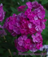 Сеянец флокса 'Провинциалка' / Phlox Seedling 'Provintsialka'