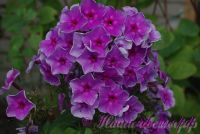 Сеянец флокса 'Семицветик' / Phlox Seedling 'Semizvetik'