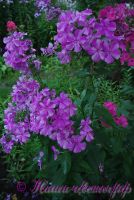 Сеянец флокса 'Серафима Александрова' / Phlox Seedling 'Serafima Aleksandrova'