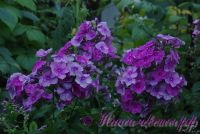 Сеянец флокса 'Таганский' / Phlox Seedling 'Tagansky'