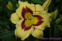 Лилейник 'Блуберри Крем' / Hemerocallis 'Blueberry Cream'