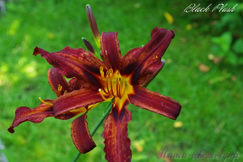 Лилейник 'Блэк Плаш' / Hemerocallis 'Black Plush'