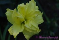 Лилейник 'Дабл Кьюти' / Hemerocallis 'Double Cutie'