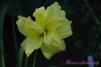 Лилейник 'Дабл Кьюти' / Hemerocallis 'Double Cutie'