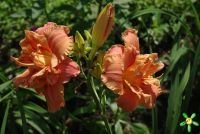 Лилейник 'Конго Корал' /  Hemerocallis 'Congo Coral'