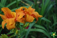 Лилейник 'Кондилла' / Hemerocallis 'Condilla'