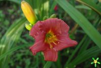 Лилейник 'Литл шоу Стоппер' / Hemerocallis 'Litlle Show Stopper'