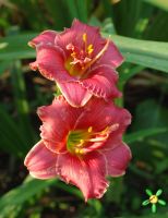 Лилейник 'Литл шоу Стоппер' / Hemerocallis 'Litlle Show Stopper'