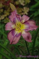 Лилейник 'Милдрейт Митчел' / Hemerocallis 'Mildred Mitchell'