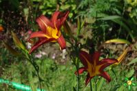 Лилейник 'Отум Ред' / Hemerocallis 'Autuumn Red'