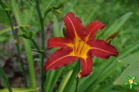 Лилейник 'Отум Ред' / Hemerocallis 'Autuumn Red'