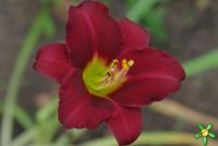 Лилейник 'Супер Пепл' / Hemerocallis 'Super Purple'