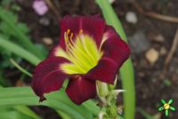 Лилейник 'Супер Пепл' / Hemerocallis 'Super Purple'