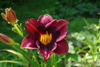 Лилейник 'Уупи' / Hemerocallis 'Whoopy'