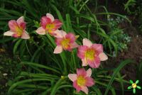 Лилейник 'Элеонора' / Hemerocallis 'Eleonore'