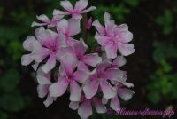 Флокс 'Маруся' / Phlox 'Marusya'