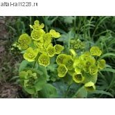 Володушка золотистая