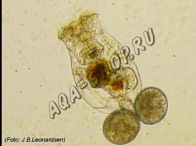 Солоноводная коловратка Brachionus - стартовая культура