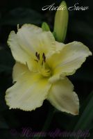 Лилейник 'Арктик Сноу' / Hemerocallis 'Arctic Snow'