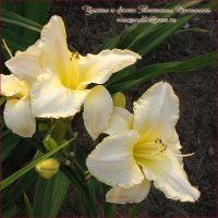 Лилейник 'Арктик Сноу' / Hemerocallis 'Arctic Snow'