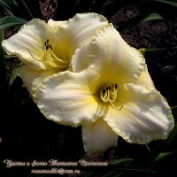 Лилейник 'Арктик Сноу' / Hemerocallis 'Arctic Snow'