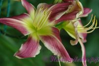 Лилейник 'Уотчил Уайлд Индиан' / Hemerocallis 'Watchyl Wild Indian'