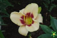 Лилейник 'Эйджлес Бьюти' / Hemerocallis 'Ageless Beauty'